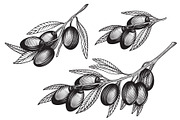 Olivet - olive branch collection, a Decorative Illustration by VioSilent (Thumbnail 3 of 10)