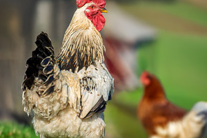 Close-up white beautiful rooster in farm, an Animal Photo by Byrdyak