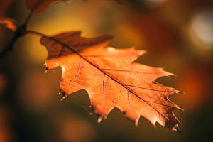 Close-up of an autumn oak leaf in wa, a Nature Photo by professorinc
