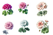 Watercolor geranium Clipart, an Illustration by Designworld (Thumbnail 2 of 5)