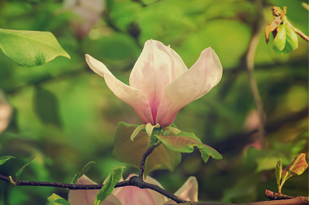 Magnolia spring flowers, a Nature Photo by Nature and travel
