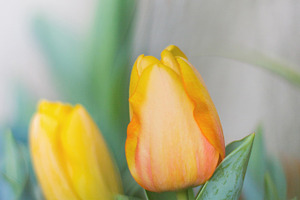 Tulips stock photo containing blossom and bokeh