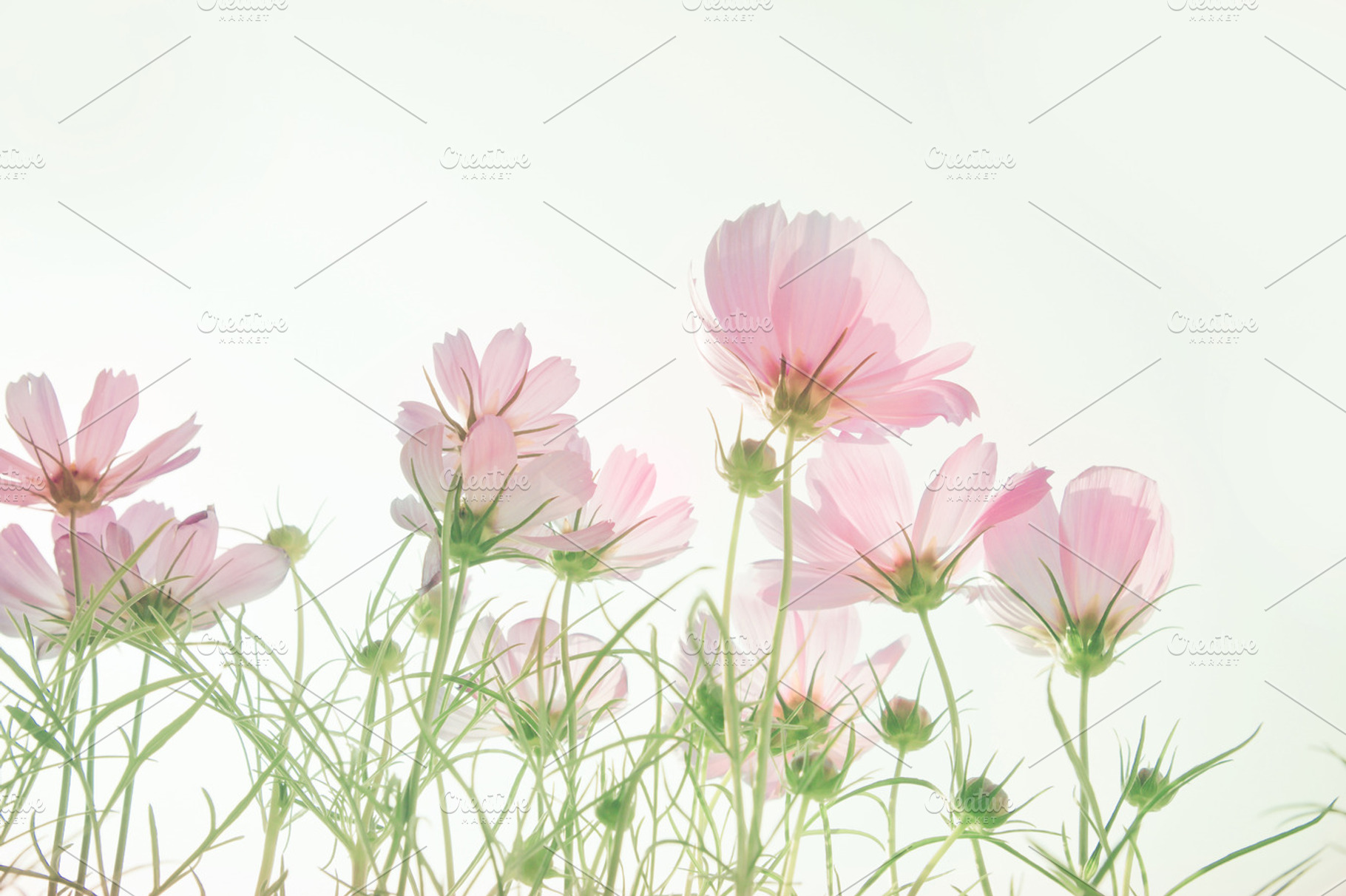 Sweety cosmos flowers, a Nature Photo by Cozine