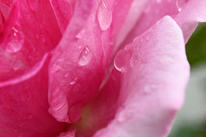 Pink Rose with Dew Drops