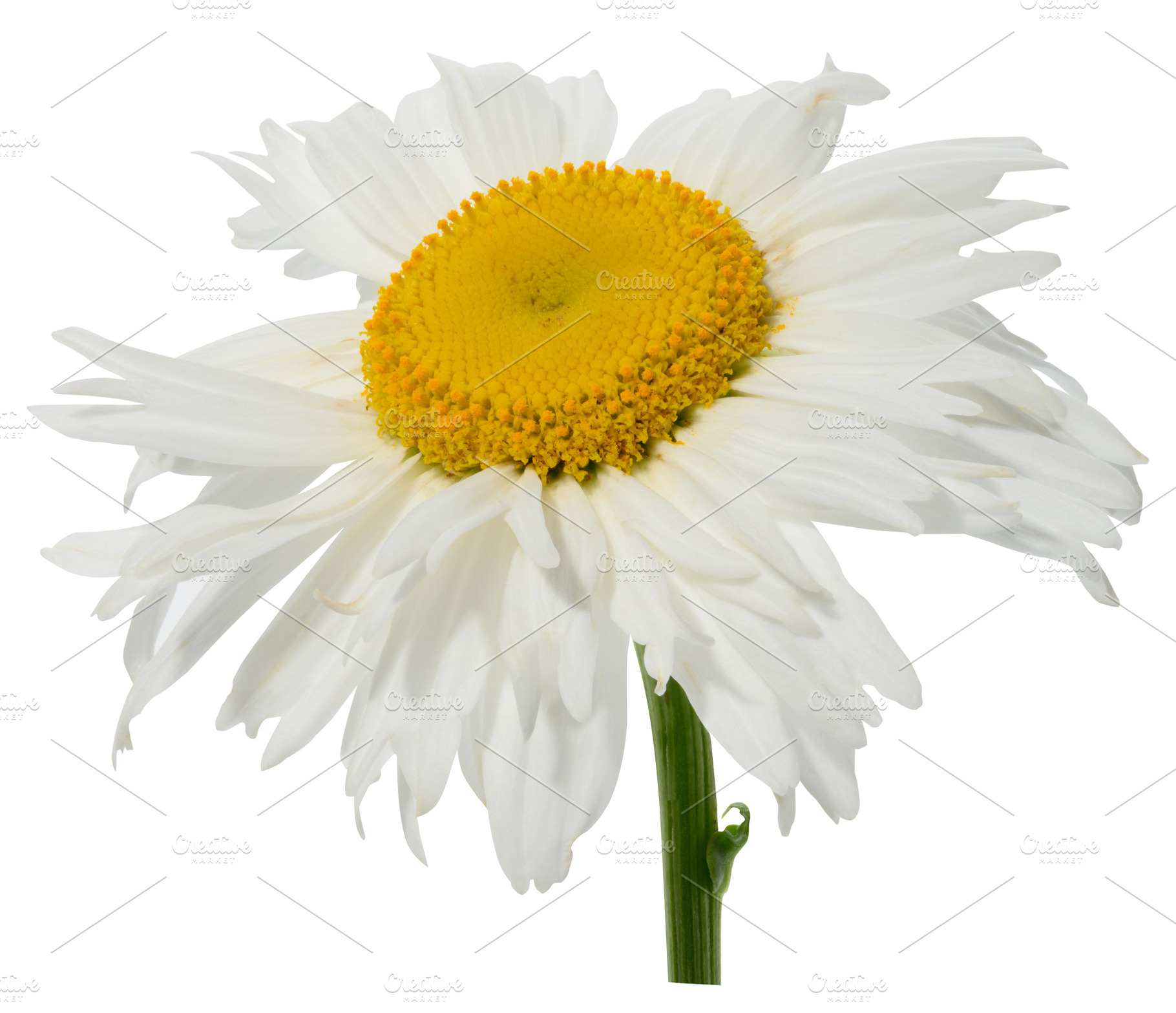 Close-up of a chamomile flower with white petals and a yellow ce, a Nature Photo by ndanko