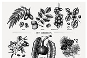 Nuts Hand-Drawn Vector Illustrations, a Food Illustration by Yevheniia (Thumbnail 4 of 15)