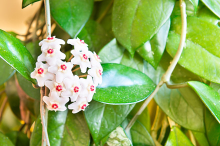 White flowers on green house plant