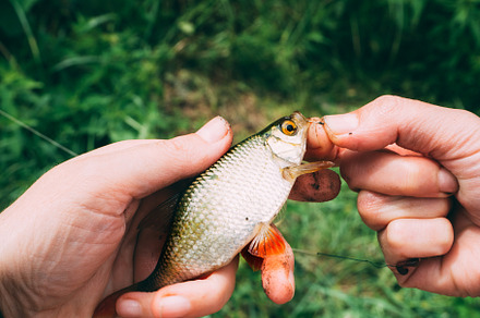 Fish roach stock photo containing roach and river, an Animal Photo by PavelKant