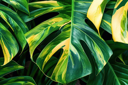 Variegated Monstera Majesty: A Tapestry of Nature's Art - Generative AI, a Photo by José Manuel Gelpi