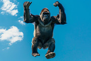 116 Flying animals, an Animal Photo by Handmadefont (Thumbnail 30 of 119)