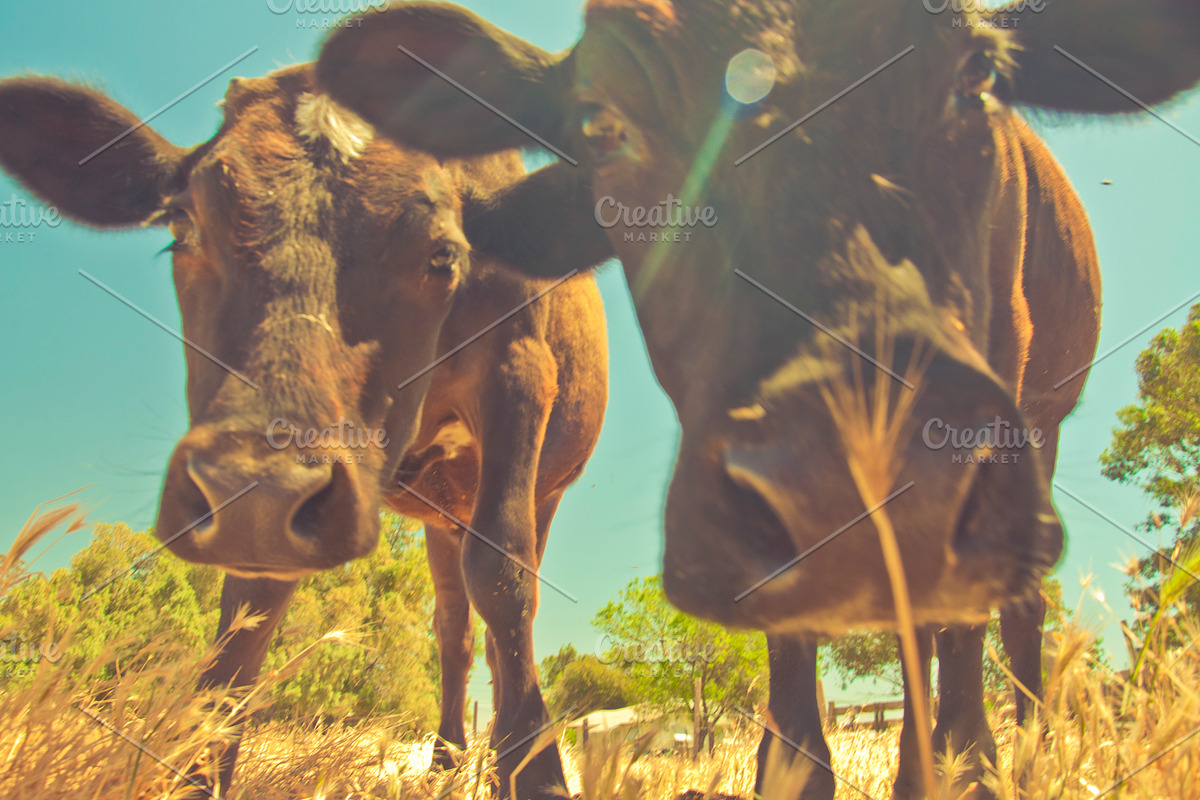 Cow Stock Bundle, an Animal Photo by r.r.palacios (Photo 10 of 14)