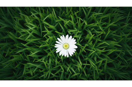 monochrome white green flower top, a Nature Photo by pikepicture