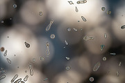 52 Fictional Microscopic Organisms, an Abstract Photo by h.utomo (Thumbnail 48 of 52)