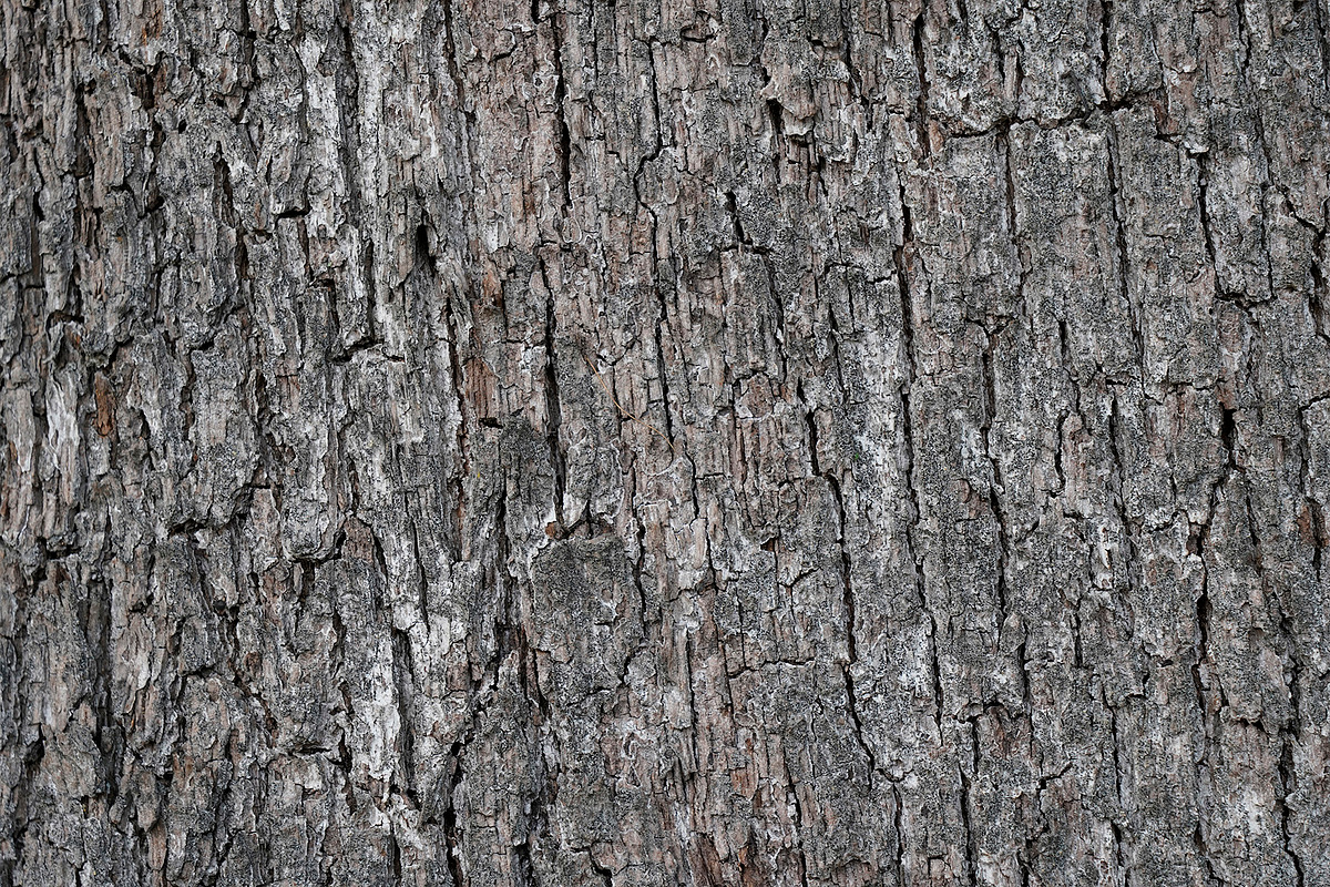 30 Tree Trunk Texture Photos, a Texture Graphic by Bilgep_design (Photo 13 of 16)