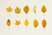 BUNDLE - Dry Flowers & Leaves, an Object Graphic by Sparrow & Snow (Thumbnail 23 of 28)