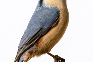 Eurasian nuthatch perched on branch isolated on white background, an Animal Photo by José Manuel Gelpi