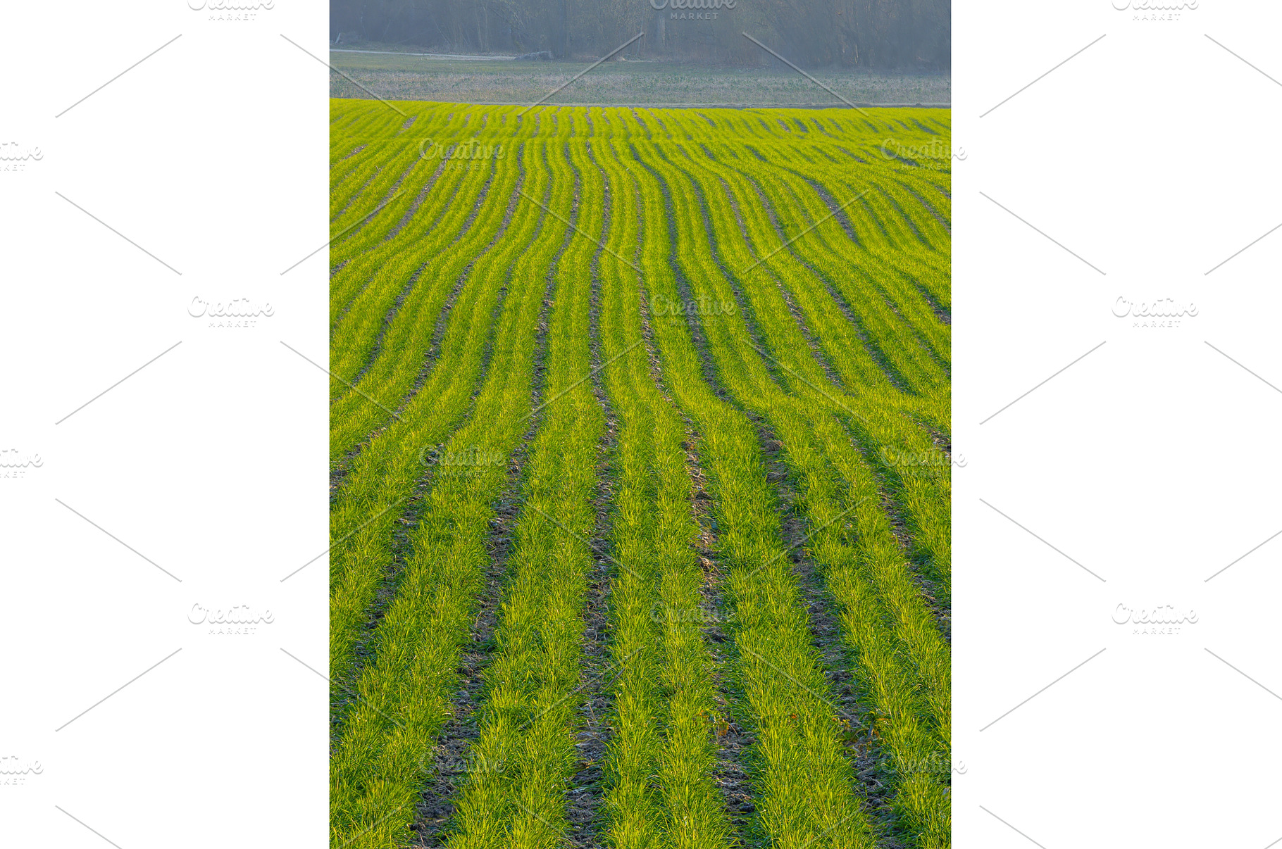 A Beautiful Lush Green Field in a, a Background Photo by Lukas Jonaitis SHOP