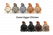 Chicken Breeds Clipart, an Animal Illustration by ColorfulPT (Thumbnail 5 of 7)