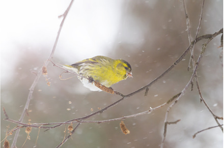 siskin eating birch seeds in, an Animal Photo by Pakosta