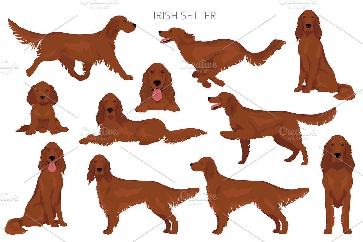 Irish Red Setter clipart, an Animal Illustration by pet design shop (Photo 3 of 8)