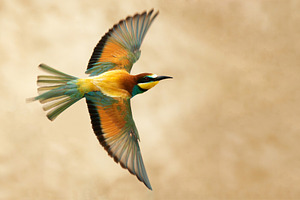 European bee-eater in flight