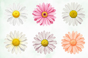 Daisy Flower Watercolor Clipart, an Illustration by Creative Art (Thumbnail 5 of 7)