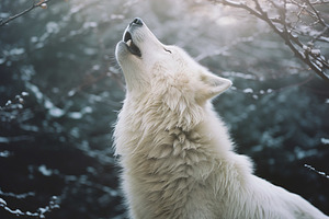 Howling White Wolf, an Animal Photo by k.tay