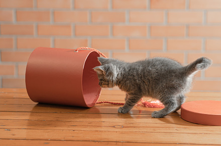 Little gray kitten plays
