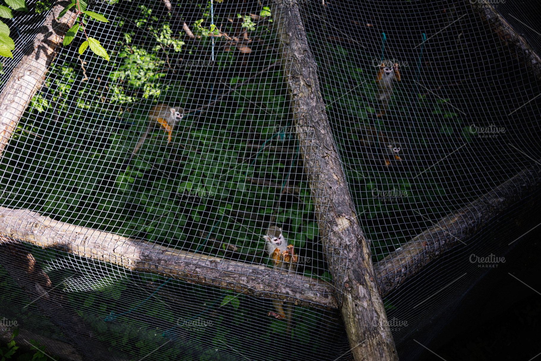Small primates actively climbing in their enclosure surrounded by lush green ve, a Photo by AS photostudio