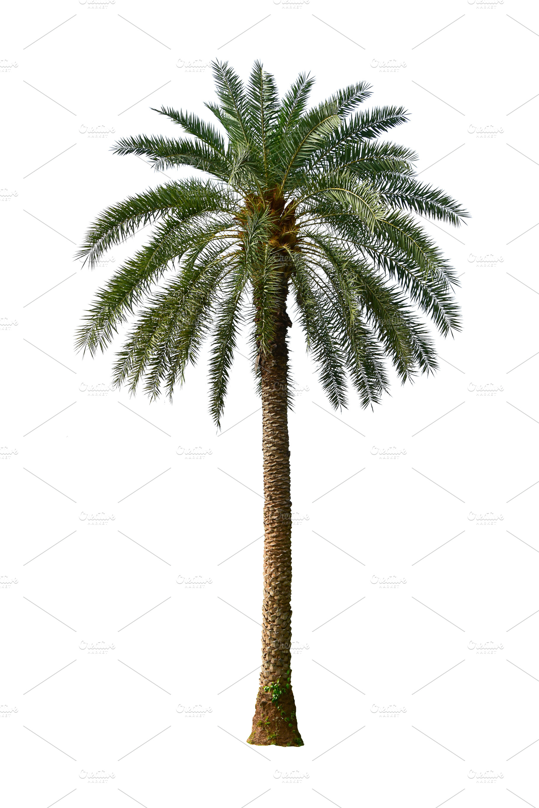 Palm Tree Isolated On White., a Nature Photo by rakoptonLPN