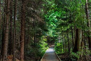 Wooden boardwalk pathway leading through dense green forest with
