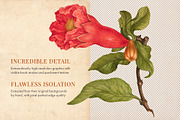 80 Vintage Nature Illustrations, an Object Graphic by The Object Atlas (Thumbnail 10 of 11)