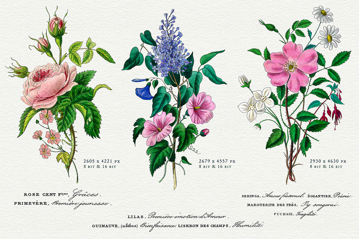 Flore des Dames Vintage French, an Illustration by French Kiss Collections (Photo 5 of 16)
