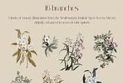 Royal Collage Vintage Botanicals, an Object Graphic by Catch the Dream Art (Thumbnail 5 of 10)