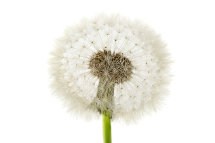 dandelion, a Nature Photo by Serg64