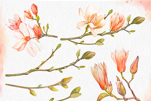 Watercolor Coral Magnolia