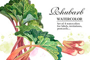 RHUBARB. Set of 4 watercolors., a Graphic by Marina.Markizova (Thumbnail 1 of 5)