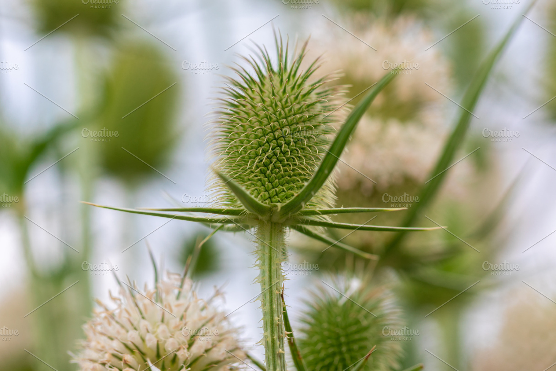 Macro image of a green teasel flower head in sharp focus with blurred backgroun, a Person Photo by Ales Munt
