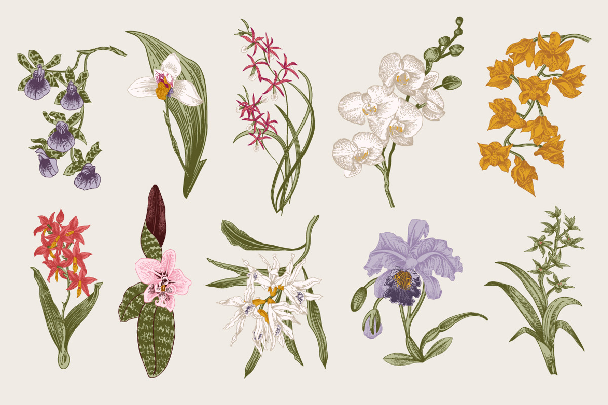 28 Exotic flowers., a Decorative Illustration by olga.korneeva (Photo 3 of 5)