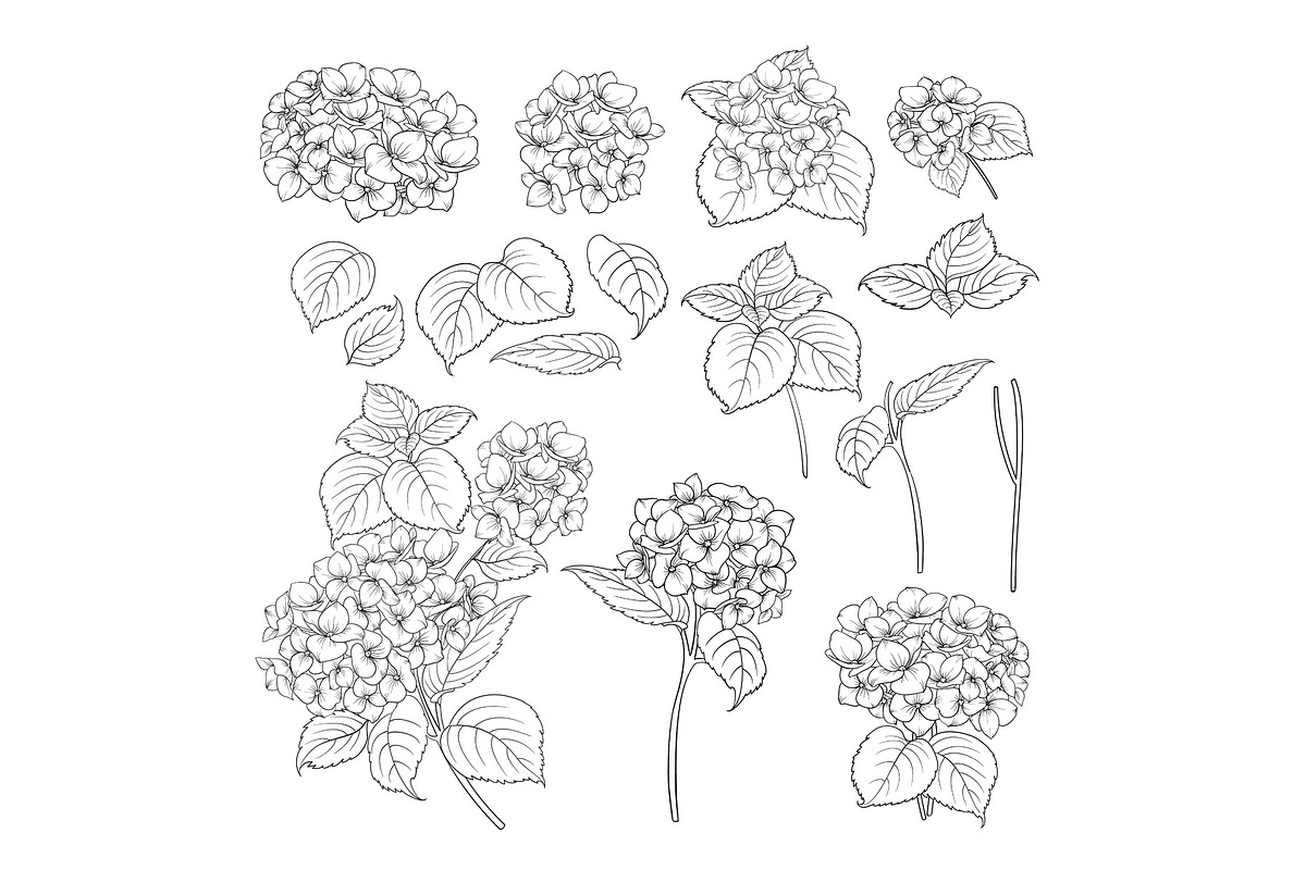Black contour of hydrangea., a Decorative Illustration by Kotkoa (Photo 8 of 8)