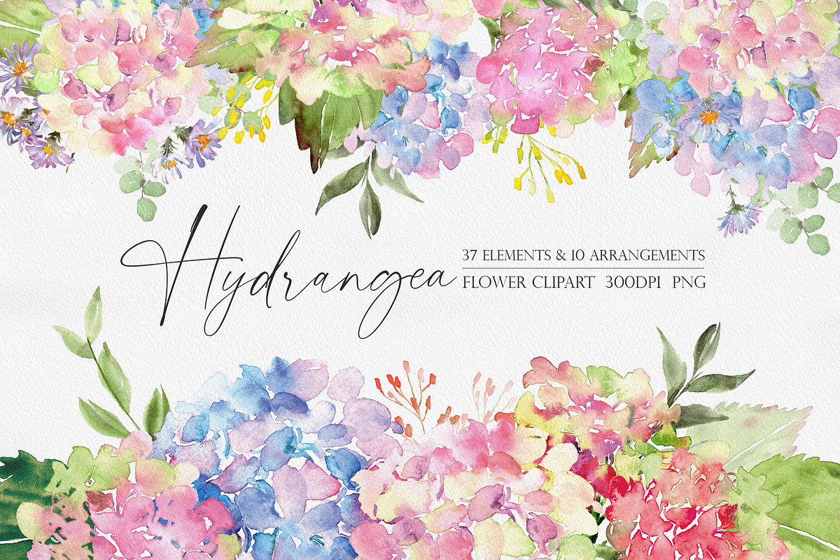 Watercolor flower - Hydrangea, an Illustration by Beigetime (Photo 1 of 9)