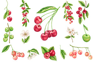 Watercolor Cherry Elements Clipart