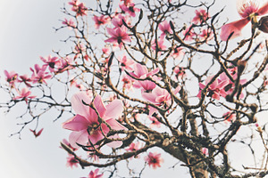 Iseeyouphoto magnolia flowers 1 containing flower, floral, and magnolia