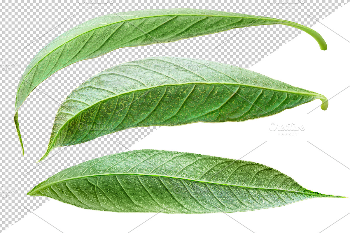 10 glossy leaves, an Object Graphic by Fruits+Veggies (Photo 3 of 4)