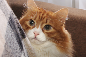 Red cat sitting on the sofa, an Animal Photo by Apolonia