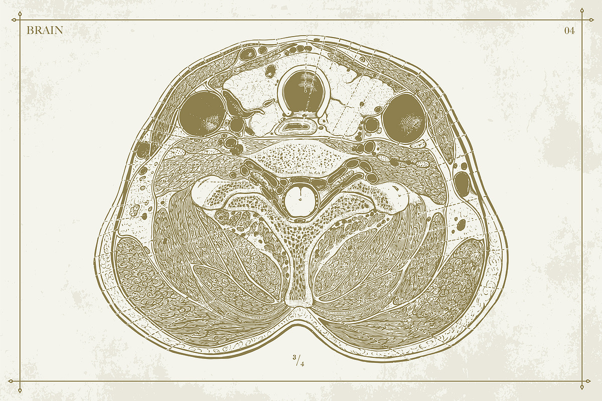 100+ Vintage Anatomy Vectors, a Healthcare Illustration by Shizzle Stock (Photo 18 of 20)