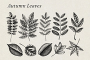 Autumn Leaves and Flowers Vector Set, an Object Graphic by Yevheniia (Thumbnail 3 of 11)