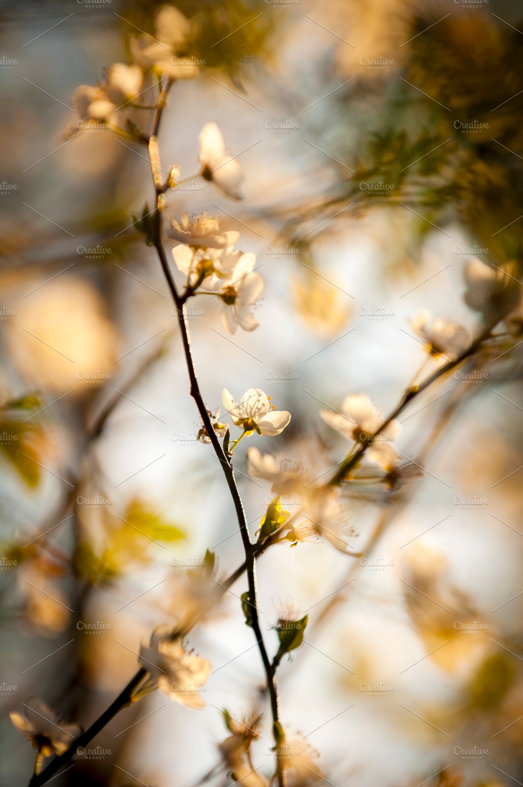 Cherry Blossoms, a Nature Photo by THP Creative