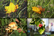 28 autumn nature photo pack, a Nature Photo by pictures for you (Thumbnail 2 of 7)
