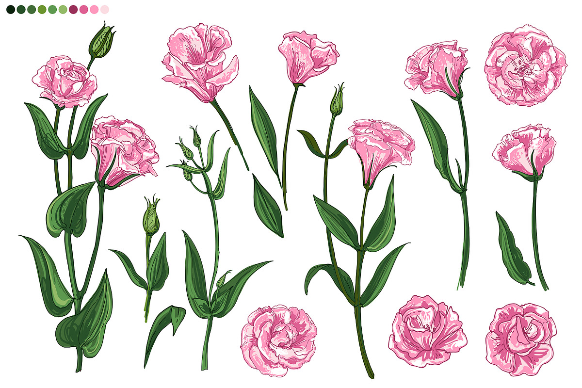 Eustoma flower. Sketch vector line, a Texture Illustration by irina.vaneeva (Photo 2 of 3)